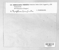 Umbilicaria torrefacta image